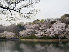 桜便り　横浜　三ツ池公園、馬場花木園など　２０１３