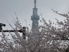 隅田川の桜☆本当の目的はペリカンのパン＆ロッジ赤石のナポリタン☆2013/03/29