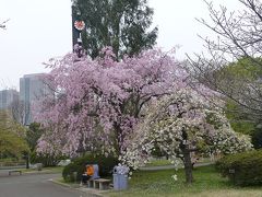 官庁街で遅咲きの桜探し