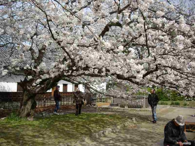 東京で桜が一足早く満開というニュースを聞きながら九州上陸。<br />福岡で花見をしようと新生博多駅観光案内所で見所の場所を聞く。<br />舞鶴公園を紹介された。<br />今回は花見が目的ではなかった通りすがりの博多。<br />運よく、綺麗な桜を見ることができた。<br />舞鶴公園は始めてである。<br />それと、JR西日本のＩＣカードイコカが福岡市営地下鉄でも、西鉄バスでも使えたのが非常によかった。<br />当然チャージもできたのだった。<br />ところで上陸地は、新門司港。阪九フェリーの利用である。