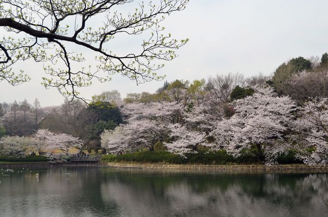 桜を求めて横浜の近くの公園を訪れた。<br />満開からやや過ぎたが、まだまださくらを楽しめた。<br /><br />三ツ池公園は、日本さくら名所100選の一つに選定されている公園であり、大きな３つの池の周りに1,000本の桜が咲く。(３月２９日）<br /><br />馬場花木園は、規模は小さいが四季折々の花を見せてくれる、隠れた名所である。今は桜が咲き誇る。(３月２４日）<br /><br />保土ヶ谷公園は咲き始め。(３月２１日）<br /><br /><br />県立四季の森公園はこちらです。(３月２７日）<br />http://4travel.jp/traveler/stakeshima/album/10760996/