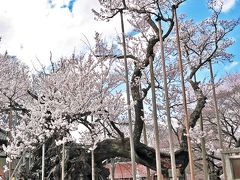 【日本三大桜】　満開の国指定天然記念物 『山高神代ザクラ』を訪れて 2013年3月