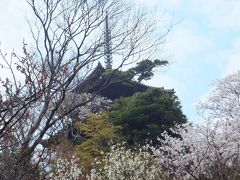 ◎13年03月28日（木）　よしの桜　満開の　三渓園　ふたたび・・・・【写真ＵＬ完了】