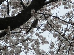 隣町で満開の桜を楽しむ