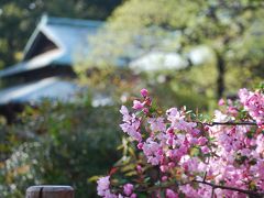 桜満開の東御苑を訪問②富士見多聞～諏訪の茶屋迄