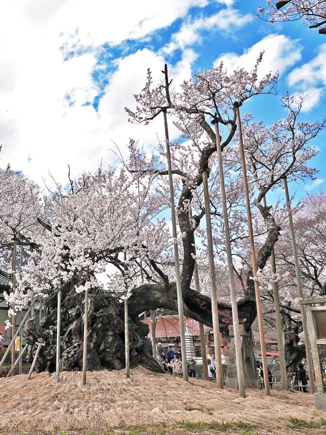 　桜の開花は例年よりかなり早まる様子。昨年は日本三大桜の一つ“淡墨ザクラ”へ、今年は日本で最古・最大級の巨木として、“山高神代ザクラ”の花見へとネットで開花状態を注視していました。３月２５日の朝、ネット検索で山高神代は“みごろ”との事。早速天気予報とにらめっこ、２８日には満開だと予想した。天気予報は曇り、降水確率は２０％だ。お昼には現地へ到着予定で、朝９時に自宅を出発し諏訪経由中央道を山梨方面へ向かいました。さすが晴れ男のドライブだ、茅野ICを走行する頃には一部青空がのぞき出す〜〜♪<br /><br />☆【国指定天然記念物 山高神代ザクラ】<br />山高神代ザクラは樹齢２，０００年ともいわれエドヒガンの古木です。日本武尊（やまとたけるのみこと）が東国遠征の記念に手植えしたとか、鎌倉時代、日蓮上人が衰弱している桜の回復を願ったところ、回復したと伝えられ、このため「妙法桜」とも言われる。大正11年10月、国の天然記念物に指定されている。本巣市根尾の「薄墨桜」、三春町の「滝桜」と並んで「日本三大桜」にランクされる。