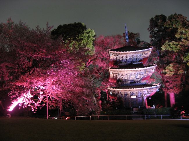 今年は満開になってから気温が下がったせいか、いつもより桜がもっていたので椿山荘庭園の夜桜を見に行ってきました。