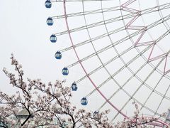 港町横浜の桜散歩