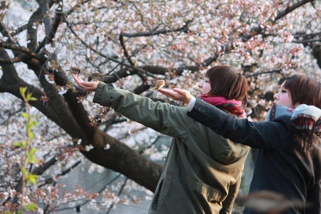 上野公園に花見に行きました。<br />さすがの上野<br />たくさんの花見客で賑わってましたよ。<br />王子の飛鳥山公園<br />増上寺の桜も見てきました。