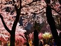広島の庭園【縮景園】ライトアップ☆桜と桃が美の饗宴☆