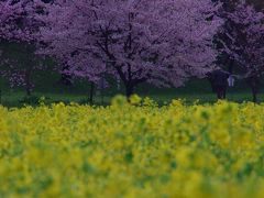 2013 幸手桜まつり