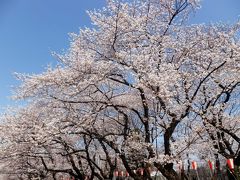 東京２０１３桜　【１】上野公園
