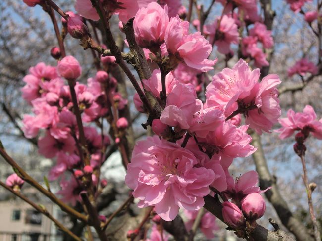 3月30日(土)大阪城公園へ夫とお花見散歩です!<br /><br />晴れて暖かいし、とにかく桜も桃もばっちりの見頃♪♪<br /><br />桃の花をこんなにたくさん見たのは初めて。<br /><br />白やピンクのかわいらしい花々は、春の楽しさいっぱい\(^o^)/