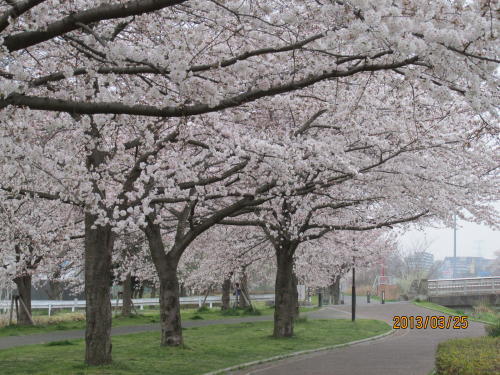 柏市の大堀川・リバーサイドパーク・桜満開・2013年