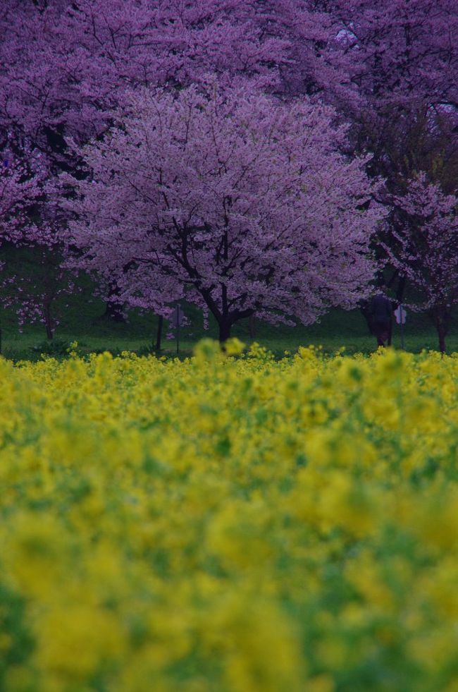 今日は桜のシーズンにはじめて、幸手権現堂に行きました。<br />早朝朝は雨から曇りと青空は望めませんでしたが、桜並木のすごさと菜の花畑とにかく綺麗でした。。