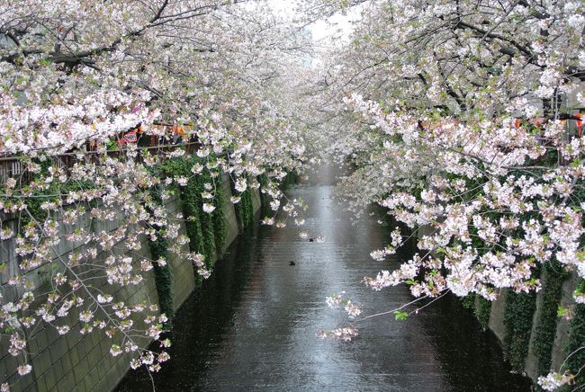 あっと言う間に咲いてしまた東京の桜、この週末がお花見のラストチャンス。<br />曇り空で肌寒い日となりましたが、中目黒から渋谷まで、お花見散歩に出掛けました。<br />中目黒駅近くの目黒川では、散った花びらが川面を流れるのも楽しめます。<br />そして、東急東横線の渋谷駅は地下へ移動したため、馴染み深い地上駅を見られるのはあと暫くです。