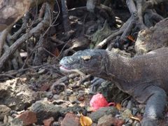 バリ、コモド、ジャワ東部旅行記（世界遺産コモド国立公園１泊２日ツアー）