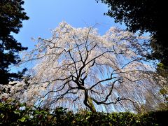 京都 芳葩爛漫 花見紀行＜前編＞京都御苑