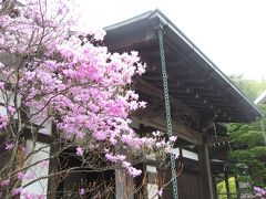 ’１３　鎌倉の桜さんぽ２　浄明寺・報国寺・杉本寺編