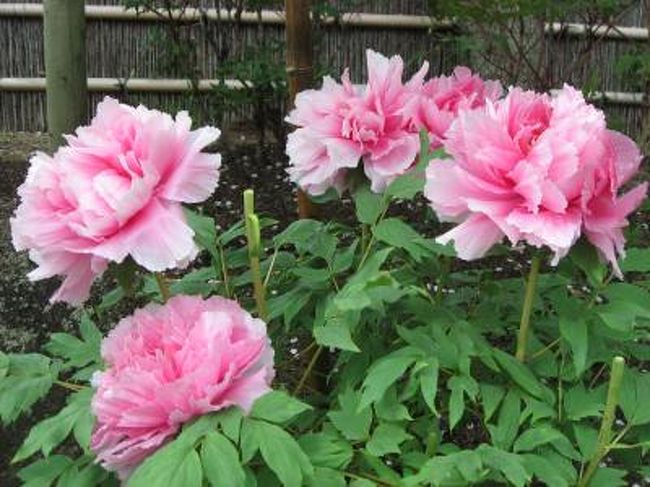 ’１３　鎌倉の桜さんぽ１　段葛の桜・鶴岡八幡宮（桜・ぼたん庭園）編