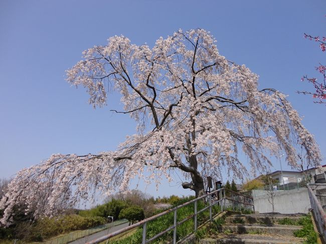 桜大好きです。<br />ということで、今年の大阪の桜です。