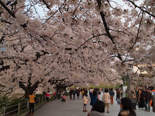 札幌（新千歳空港）から釜山への直行便もあるが、福岡で桜が満開ということで、先ずは、福岡に飛んだ。<br />桜を見た後、翌日、朝のターボジェットで釜山に行く旅程をチョイスし、JALのエアーチケットとホテルをブッキングした。<br /><br />雪が降っている札幌から、桜が満開の福岡。<br />北海道の桜とは品種が異なる淡い桜色のソメイヨシノを暫し眺め、夜は、酒場放浪記よろしく、博多駅周辺のお店を数軒梯子し、８回目の福岡を堪能しました。<br />