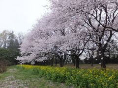 小雨の中、花見へ