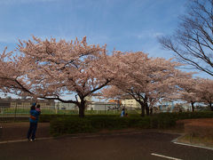 足立区　都市農業公園　満開の桜