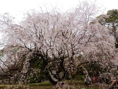 東京２０１３桜　【３】六義園