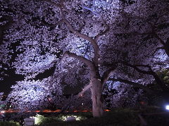 まだ、あった！　東京の桜。
