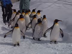 ◆流氷とカシオペアの旅◇3日目◆旭山動物園でペンギンのお散歩