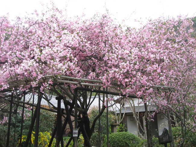 鎌倉に桜を見に行ってきました。<br /><br />★散歩ルート<br />鎌倉駅→段葛の桜並木→鶴岡八幡宮（桜・ぼたん庭園）→浄妙寺→報国寺→左可井（穴子丼）→杉本寺→鎌倉駅→長谷駅→光則寺→長谷寺→鎌倉駅→茶房雲母（白玉あんみつ）→本覚寺→妙本寺→段葛の桜並木（ライトアップ）→鶴岡八幡宮（ライトアップ）