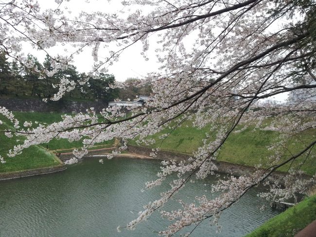 東京散歩も３月の終わりになり、暖かな日々と冬曇りの日々が<br /><br />繰り返しています東京です。<br /><br />今回は、１０日程早く満開を迎えた桜見物をします。<br /><br />東京には、沢山の桜の名所がございますが、皇居の西側に<br /><br />ある桜の名所、千鳥ヶ淵（ちどりヶふち）遊歩道に<br /><br />参りました。