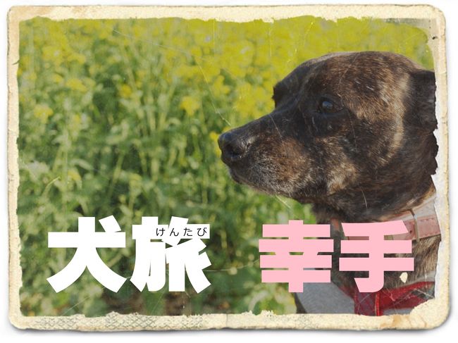 愛犬Kenと旅する企画『 犬旅 』<br /><br />第2回は、幸手。<br />えっ、どこだって??<br />そんなこと聞かれても、オレもよく知らない。<br />今回は日帰りだって言うから、たぶんダイジョウブ。