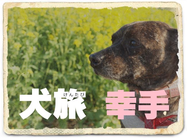 愛犬Ｋｅｎと旅する企画『 犬旅 』<br /><br />第２回は、幸手。<br />えっ、どこだって？？<br />そんなこと聞かれても、オレもよく知らない。<br />今回は日帰りだって言うから、たぶんダイジョウブ。