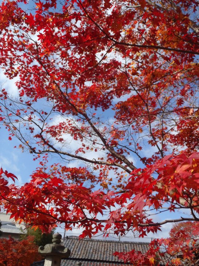 京都旅行　1泊2日<br /><br />今年は毎年恒例の京都の桜の旅が、連れの仕事の関係でキャンセル（−＿−）<br />で、そうだ、京都へ行こう！紅葉狩りへ！<br /><br />でも、休みが取れなくて12月…<br />前情報では散っていると…<br /><br />いつもの朝早い新幹線。慌てて家をでて、まさかのスマホを忘れる…（;￣O￣）<br /><br />京都駅では荷物の宅配サービスへ…<br /><br />超混んでるっ!!ツアー特典だったのですが、諦めて北大路バスターミナルへ