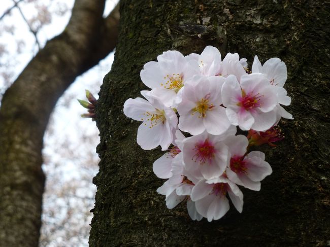 今年は､花見と言う名の宴会に一度も参加できなかったので<br />近所の桜で我慢。<br /><br />麻生川(小田急線柿生駅の近く)の周りに咲く桜と鶴見川(小田急線鶴川駅付近)に咲く桜を観賞しました。<br /><br /><br />ひとつ残念なのは､カメラのレンズの汚れか何かで<br />写真の一部がボケてしまっている事です。<br /><br /><br /><br /><br />《使用カメラ》<br />　LUMIX DMC-TZ30 (コンパクト･デジカメ 2012年購入)