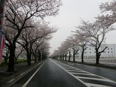 早朝ウォーキングでお花見・・・②久喜市清久さくら通りの桜並木を訪ねる