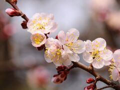 煙霧と花粉に悩まされた水戸偕楽園