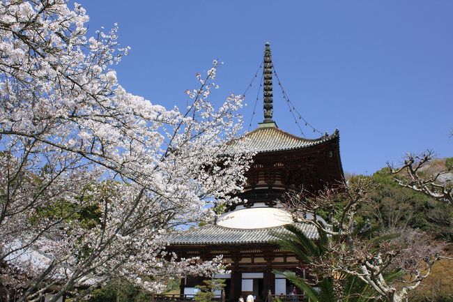 和歌山の４つの早咲き桜めぐり