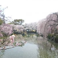 西伊豆（土肥）周辺旅　桜スポット