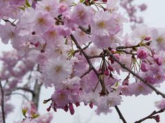 大阪城の桜は今年もきれいに咲きました
