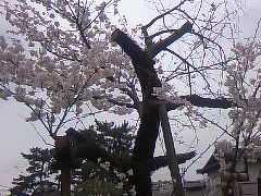 2013 都内の桜