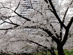 旧芝離宮恩賜庭園に行く。。