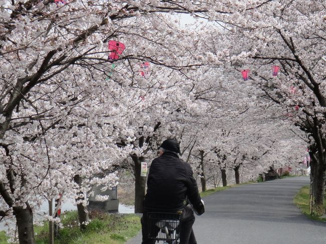 こんなところに、こんなにすばらしい桜の名所があるなんて、知らなかった。<br />片道２Ｋｍ以上も続く桜のトンネル。<br />ほんとに、すばらしい。<br />場所は岡山県井原市。<br />名称は、「井原堤」<br /><br />駐車場は、いろいろと、河川敷に用意されているので、困らないです。<br />無料。<br /><br />足腰の弱い方や、ベビーカーの人でも、端っこのほうにある駐車場から歩けばよいと思います。<br />なにせ、「小田川」　沿いに、　2Ｋｍ以上も続いているから、どこでも、絵になります。<br /><br />今度の日曜日は、お祭りらしいですが、平日でも行ける方や、転勤で他県から来た人は、ぜひ、ここを、訪れてほしいです。<br /><br />また、我が家の必須の、「トイレ」ですが、あります。あります。<br /><br />「いばら　サンサン交流館」に。<br />ここがあってくれたおかげで、助かりました。<br /><br />また、昨年行った「嫁いらず観音」とは違い、ウォーキングには、もってこいです。<br />今回は、車いすを使いましたが、安全に通行もできました。<br /><br />秘境・・・井原の、桜。<br />秘境・・・井原の、紅葉。<br />秘境・・・井原の、美星町の天文台。<br />そんなイメージですね。ここ、井原。