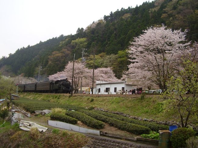 青春18切符が一日分余っていたので、桜を背景にしたSLを見に行こうと思い、静岡方面に桜を見に行ってきました。<br /><br />＜概略旅程＞<br />9；02　　JR金谷に到着<br />9：14　　大井川鉄道に乗り換<br />9：46　　家山駅　到着　　周辺の花見とSLを<br />11：55　 家山駅出発<br />12；24　 新金谷駅で下車　河原町の桜堤をみて、島田駅に<br />13：??　 島田駅出発　静岡で乗り換えて　新蒲原駅　へ<br />14：??　 新蒲原駅到着　御殿山へ<br />15：20　 新蒲原駅出発　三島駅へ<br />15：52　 三島駅到着　三嶋大社へ<br /><br />こんな感じで、桜を見て回りました。家山以外はちょっと寄っただけです。<br />