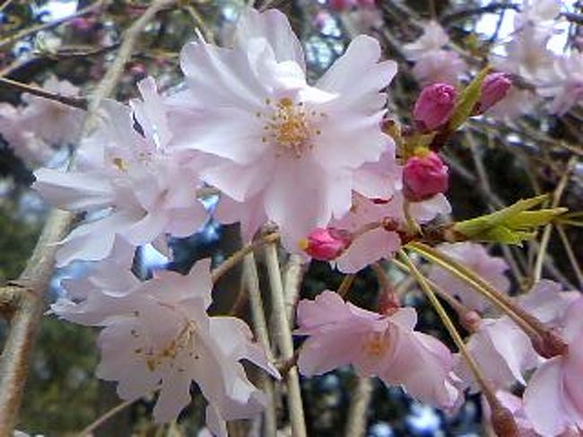 靖国神社と千鳥が淵の桜を見て、（凄い人出でした）、渋谷の韓国料理バイキングに行きました。