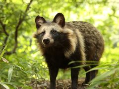 都心のど真ん中でタヌキに会いたい！明治神宮・御苑でミニサファリ？