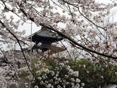 京都の桜、花曇・・・高台寺に咲く1本の枝垂桜は優雅でおしとやか♪