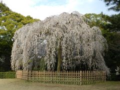 2013年桜だより【京都の早咲き桜】◆京都御苑の『出水のシダレザクラ』
